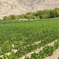 اجاره-زمین-کشاورزی-10-هکتاری-در-قوام-آباد