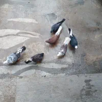 کبوتر پروازی آگهی رو بخون