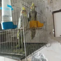 عروس هلندی و طوطی برزیلی|پرنده|بجنورد, |دیوار