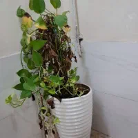 دوعدد گل پتوس