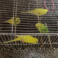 مرغ عشق ۶ عدد دو تاش ی هفته است از تخم در امده