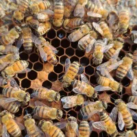 ملکه باکره بومی