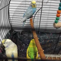 مرغ عشق فروشی|پرنده|سنگر, |دیوار