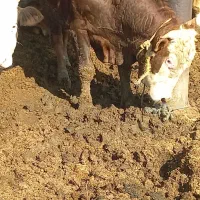 ۶راس گوساله سه تا نر وسه تا تلیسه