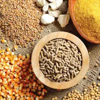 استخدام کارشناس