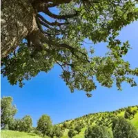 زمین باغی نایسر