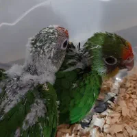 جوجه طوطی پیشانی هلویی خورشیدی راهب گرینچیک|پرنده|محمدشهر, شهرک چمران|دیوار