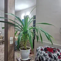 گل آپارتمانی|گل و گیاه طبیعی|کرج, ساسانی (قلمستان)|دیوار