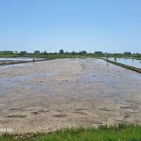 فروش زمین ۲۰۰۰ متری در بازار.زمین کشاورزی.شالیزار.|فروش زمین و ملک کلنگی|رشت, بازار|دیوار