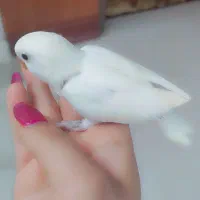 جوجه کوتوله برزیلی|پرنده|مشهد, آبکوه|دیوار