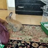 خرگوش مینیاتوری  سرحال