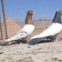 جفت سینه عروسک