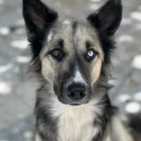 واگذاری میکس ژرمن هاسکی