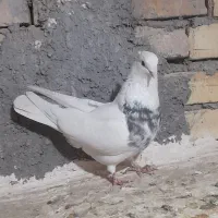 کبوتر طوقی نر