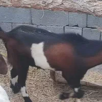 تعدادی گوسفند فروشی