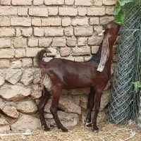 تویشک هلندی