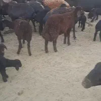 گوسفند داشتی