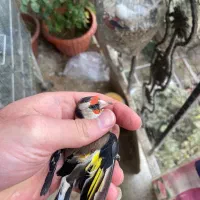 سهره دورگ داغسر