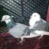 کبوتر  پلاکی و پرشی