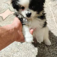 پامر اشپیتس