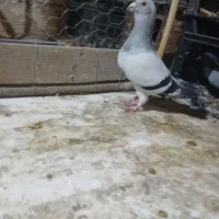 کبوتر|پرنده|گرگان, |دیوار