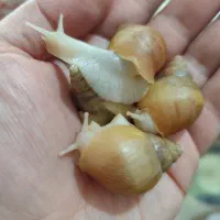 حلزون پرورشی