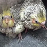 جوجه عروس هلندی سرلاکی از۱روزتا۴۵روزدررنگای مختلف|پرنده|آبیک, |دیوار