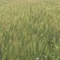سمپاشی و کودپاشی مزارع چغندر،کلزا،گندم وصیفی جات