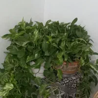 گل پتوس ابلغ دیفن سوسن عنکبوتی قاشقی|گل و گیاه طبیعی|کرمانشاه, |دیوار