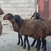 بره میش  همو