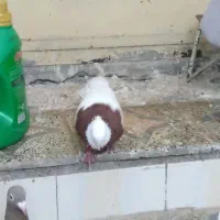 فروش طوق سرخ خال سیاه