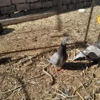 کبوتر