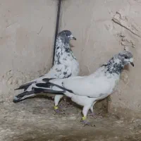 کبوتر جفت پرشی