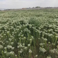 فروش زمین ۶۰۰ متر ی چسبیده به بافت روستا