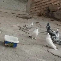 کبوتر|پرنده|فارسان, |دیوار