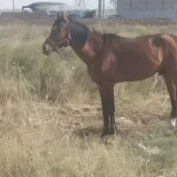 اسب ترکمن