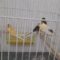 جوجه قناری|پرنده|مشهد, باغون آباد|دیوار