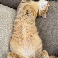 گربه بیریتیش نارنجی باهوش و بازی گوش