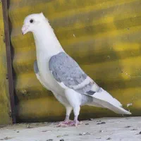 کبوتر دوکت