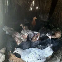 جوجه محلی اصیل