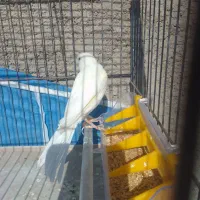 قناری دهن زن|پرنده|شیراز, کوشک میدان|دیوار