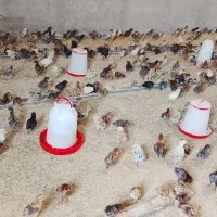 جوجه|حیوانات مزرعه|نجف‌آباد, سعدی|دیوار