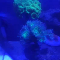 ماهی و مرجان آب شور