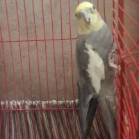 یک جفت عروس هلندی|پرنده|شهریار, شهرک وائین|دیوار