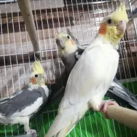 جوجه عروس هلندی تقریبا دوماهه به فروش میرسه