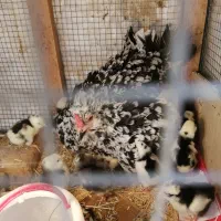 جوجه مرغ خروس گلین