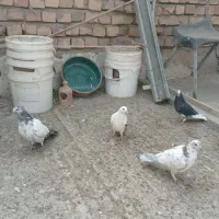 1.500.000|پرنده|کاشان, صفی آباد|دیوار