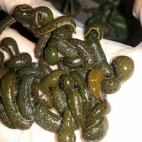 زالو زالو طبی با گیرایی بالا فروش زالو زالو درمانی|خزنده|شیراز, پانصد دستگاه ارتش|دیوار