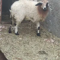 گوسفند