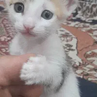 گربه